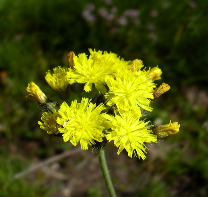 Aiuto per determinazione Hieracium
